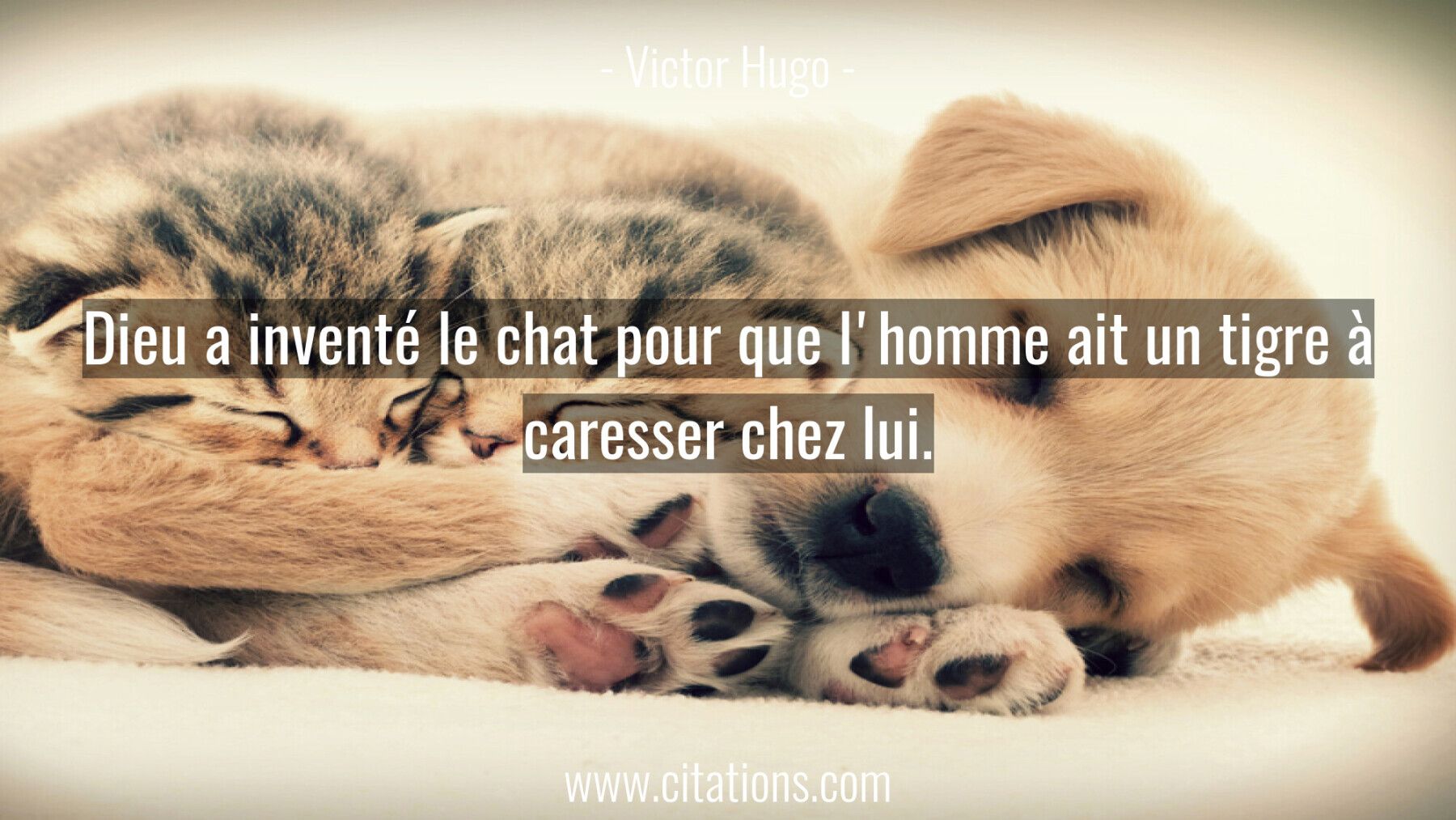 Dieu a inventé le chat pour que l'homme ait un