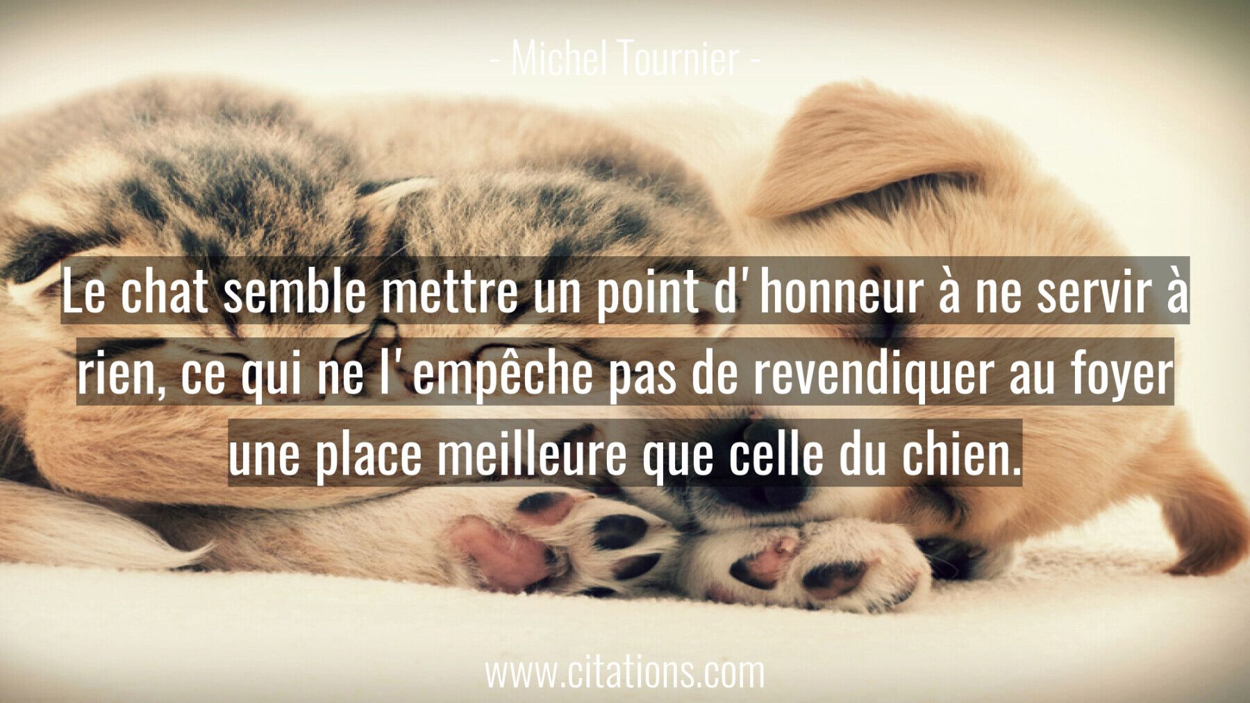 Le chat semble mettre un point d'honneur à ne servir