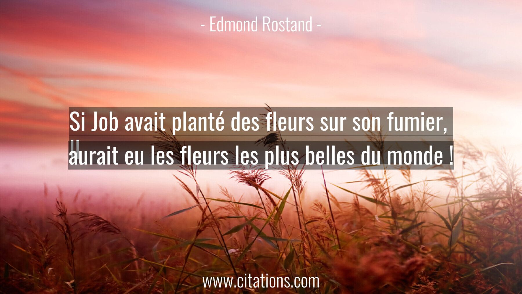 Si Job avait planté des fleurs sur son fumier,  Il aurait eu les fleurs les plus belles du monde !