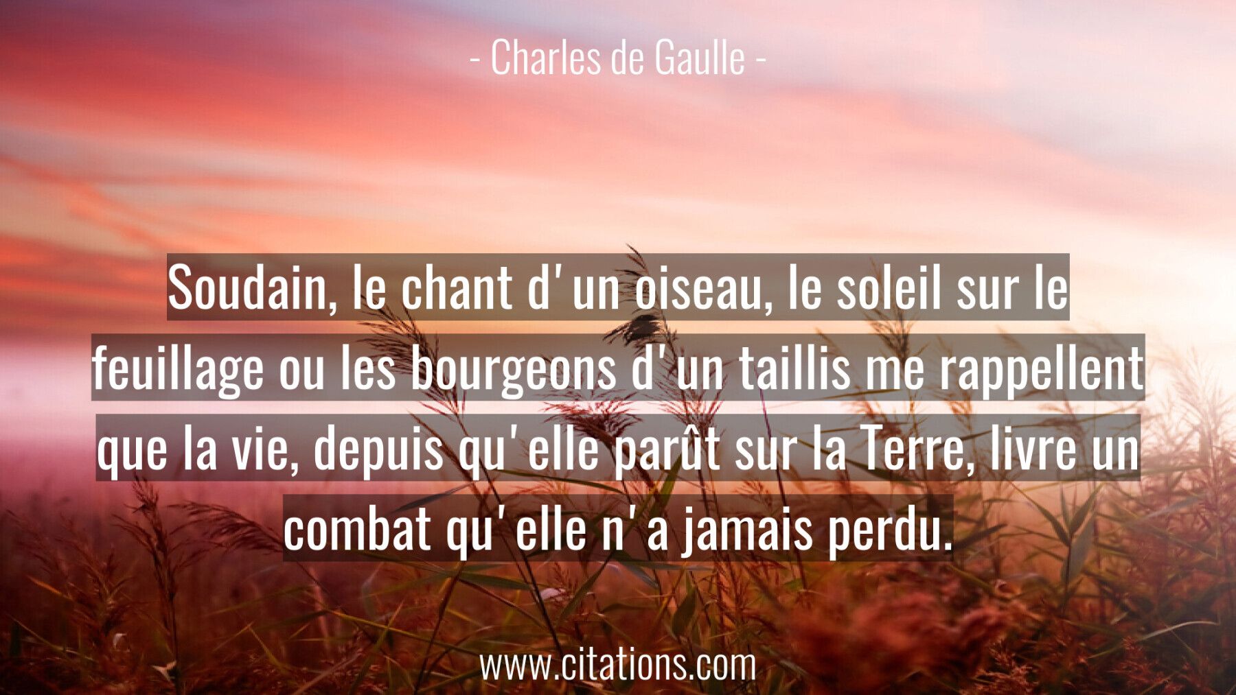 Soudain, le chant d'un oiseau, le soleil sur le feuillage
