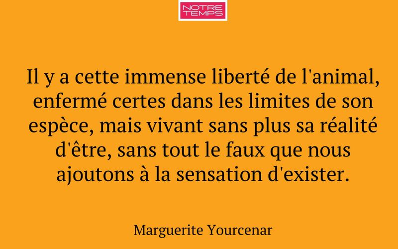 Il y a cette immense liberté de l'animal, enfermé certes dans les limites de son espèce, mais vivant sans plus sa réalité d'être, sans tout le faux que nous ajoutons à la sensation d'exister.